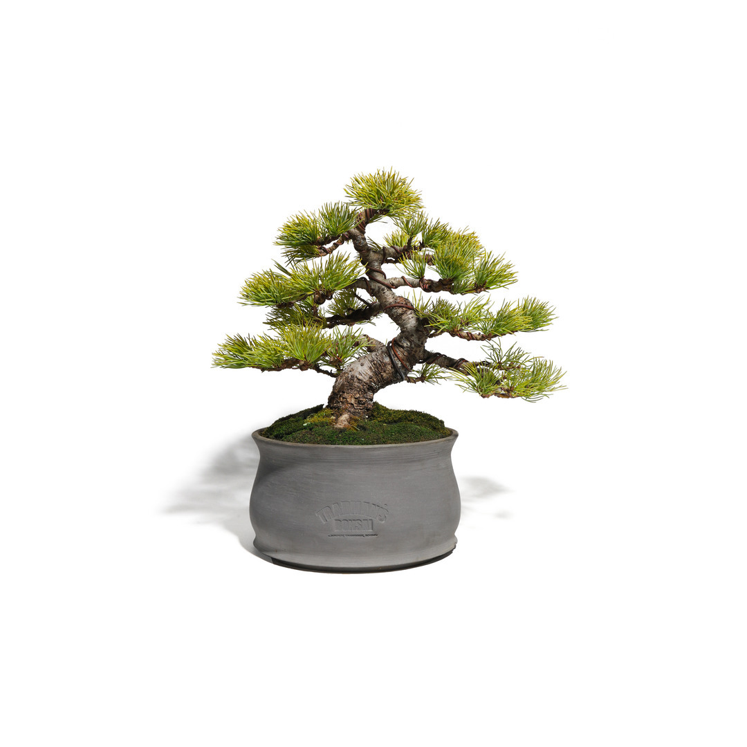 五葉松 樹高35cm 着払い zz-186_--1.jpg?1771805529